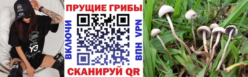Галлюциногенные грибы мицелий  Купить  Алзамай 